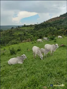 Fazenda/Sítio com 2 Quartos à venda, 10m² no , Monte do Carmo