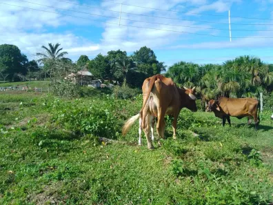Fazenda/Sítio à venda, 100000m² no Área Rural de Manaus, Manaus