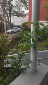 Casa com 2 Quartos à venda, 90m² no Conjunto Residencial Butantã, São Paulo