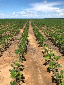 Fazenda/Sítio com 5 Quartos à venda, 3300m² no , Porto Nacional