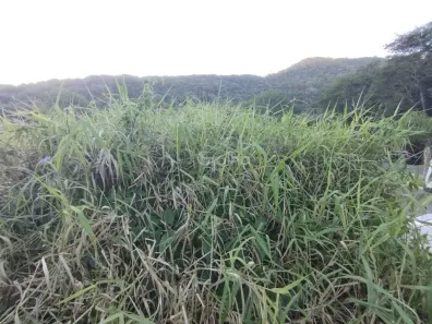 Lote/Terreno à venda, 573m² no Lagoa da Conceição, Florianópolis