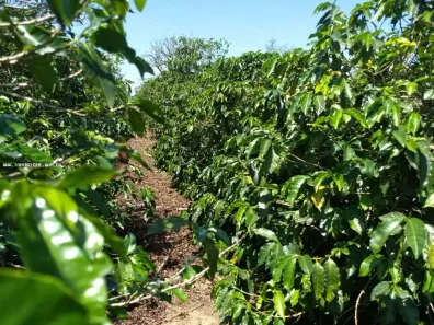 Fazenda/Sítio à venda, 30000m² no Lavrinha, Pinhalão