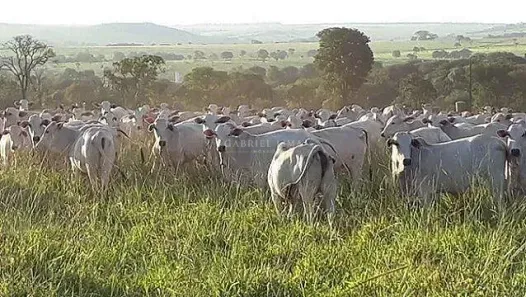 Fazenda/Sítio com 10 Quartos à venda, 305000000m² no Centro, Petrolina