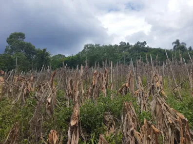 Fazenda/Sítio à venda, 145200m² no , Campo Magro