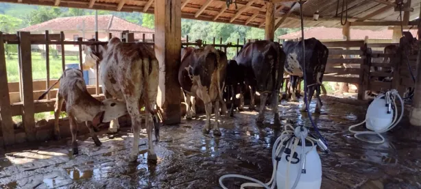 Fazenda/Sítio com 4 Quartos à venda, 150m² no , Arapeí