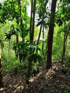 Lote/Terreno à venda, 2157m² no Chacara Santa Monica, Vargem Grande Paulista