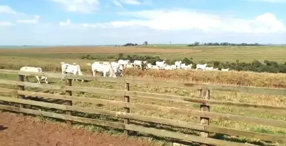 Fazenda/Sítio à venda, 496100m² no Área Rural, Cruzeiro do Oeste