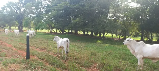 Lote/Terreno à venda, 20000m² no Zona Rural, Paraopeba