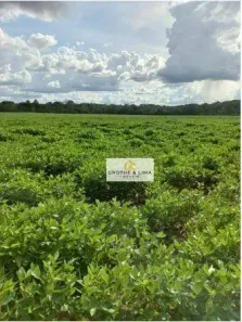Fazenda/Sítio com 10 Quartos à venda, 800m² no Setor Central, Araguaína