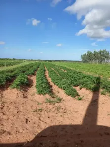 Fazenda/Sítio com 3 Quartos à venda, 600000m² no , Touros