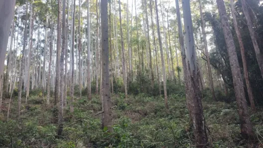 Fazenda/Sítio com 5 Quartos à venda, 1000m² no , Registro