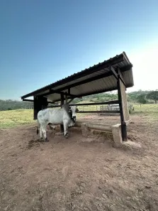 Fazenda/Sítio à venda, 413000m² no , Guapó
