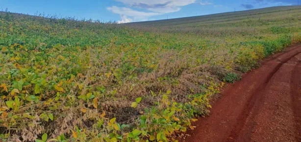 Fazenda/Sítio com 1 Quarto à venda, 85m² no Dos Estados, Guarapuava