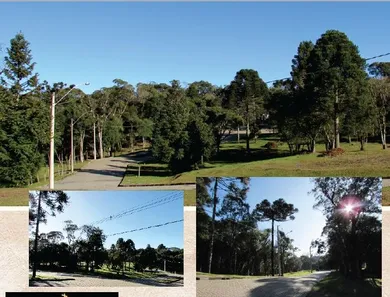 Lote/Terreno à venda, 450m² no Vila Mina, Canela