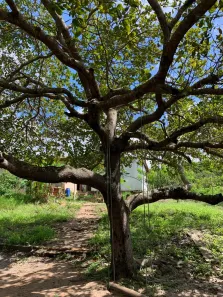 Casa com 2 Quartos à venda, 90m² no Cabeceira, Tibau do Sul