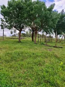 Fazenda/Sítio com 3 Quartos à venda, 5000m² no , Monte Alegre