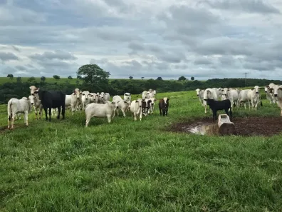 Fazenda/Sítio com 6 Quartos à venda, 4114000m² no Área Rural, Aparecida do Taboado