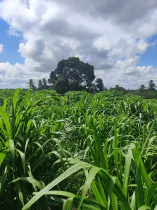 Fazenda/Sítio com 4 Quartos à venda, 170000m² no , São José de Mipibu