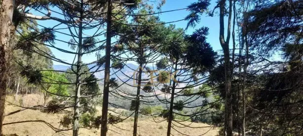 Lote/Terreno à venda, 1472m² no Alto Boa Vista, Campos do Jordão