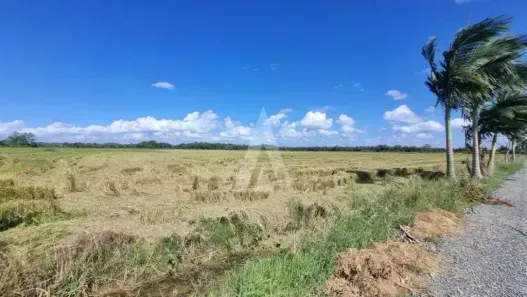 Lote/Terreno para alugar, 10000m² no Morro do Meio, Joinville