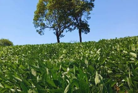 Fazenda/Sítio com 1 Quarto à venda, 96800m² no , Jataizinho