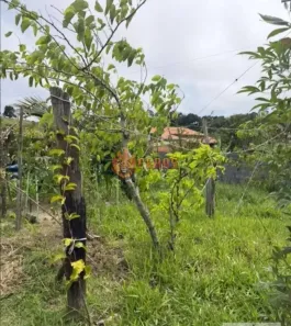 Fazenda/Sítio com 2 Quartos à venda, 32m² no RIBEIRAO BONITO, Piedade