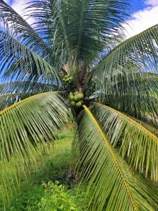 Fazenda/Sítio com 3 Quartos para alugar, 380000m² no , São José de Mipibu