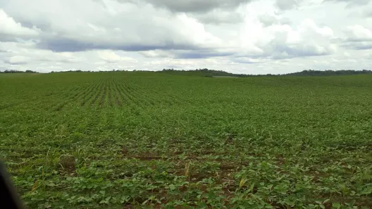 Fazenda/Sítio com 3 Quartos à venda, 5614400m² no , Pedro Afonso