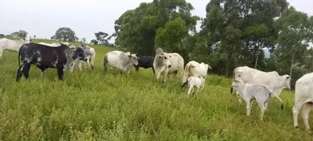 Fazenda/Sítio com 2 Quartos à venda, 190000m² no , Passa Tempo