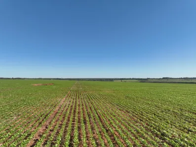 Fazenda/Sítio com 5 Quartos à venda, 577m² no Campos do Iguaçu, Foz do Iguaçu