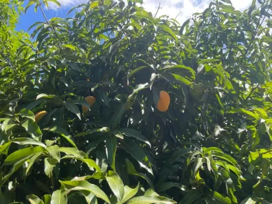 Fazenda/Sítio com 3 Quartos à venda, 250m² no Jardim Liberdade, Senador Canedo