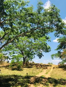 Lote/Terreno à venda, 20000m² no , Cordisburgo