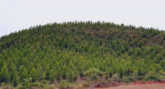 Lote/Terreno à venda, 1600000m² no Gregório Temczuk, Itaperuçu