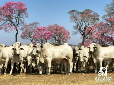 Fazenda/Sítio com 3 Quartos à venda, 45000m² no Centro, Miranda