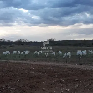 Fazenda/Sítio à venda, 2400000m² no , Sertânia