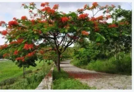 Lote/Terreno à venda, 57000m² no Matriz, Vitória de Santo Antão