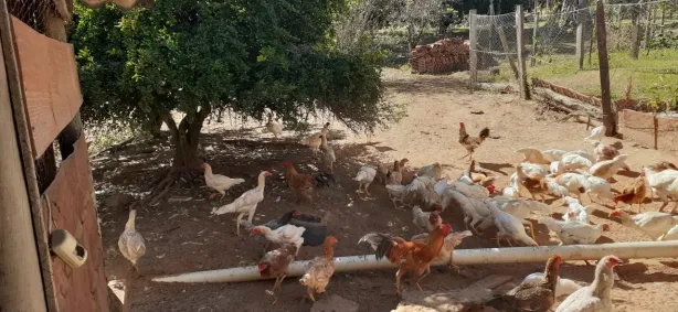Fazenda/Sítio com 3 Quartos à venda, 72600m² no , Cajuru