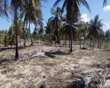 Lote/Terreno à venda, 1770000m² no Jandaíra, Jandaíra