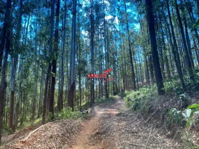 Lote/Terreno à venda, 39000m² no , Teixeiras