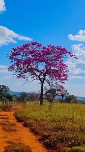 Fazenda/Sítio com 3 Quartos à venda, 90m² no , Bela Vista de Goiás