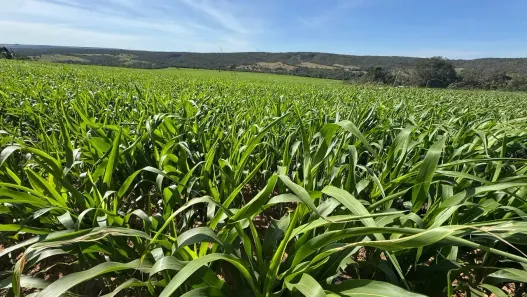 Fazenda/Sítio com 3 Quartos à venda, 6050000m² no , Água Fria de Goiás