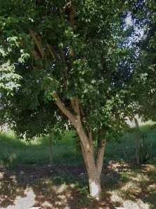 Lote/Terreno à venda, 330m² no Feitoria, São Leopoldo