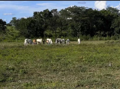 Fazenda/Sítio com 3 Quartos à venda, 240m² no , Poconé