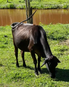 Fazenda/Sítio com 4 Quartos à venda, 256000m² no Centro (Sambaetiba), Itaboraí