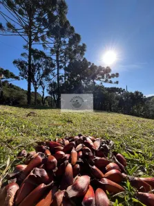 Fazenda/Sítio com 1 Quarto à venda, 19991m² no Bateias de Baixo, Campo Alegre
