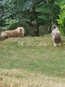 Lote/Terreno à venda, 500m² no Roseira, Mairiporã