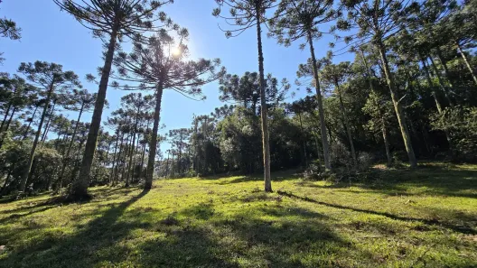 Fazenda/Sítio à venda, 100000m² no , Rio Rufino