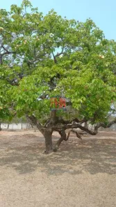 Fazenda/Sítio com 3 Quartos à venda, 8900m² no São Sebastião, Betim