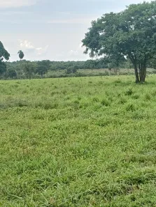 Fazenda/Sítio com 2 Quartos à venda, 180m² no , Nossa Senhora do Livramento