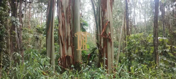 com 2 Quartos à venda, 29000m² no Centro, Caçapava